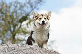 CORGI PEMBROKE 463